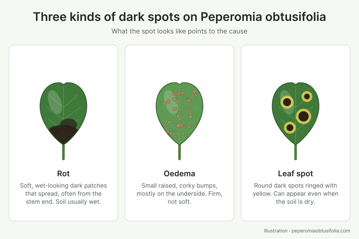 Illustration comparing three kinds of dark spots on Peperomia obtusifolia leaves: spreading rot, corky oedema bumps, and leaf spots with a yellow ring