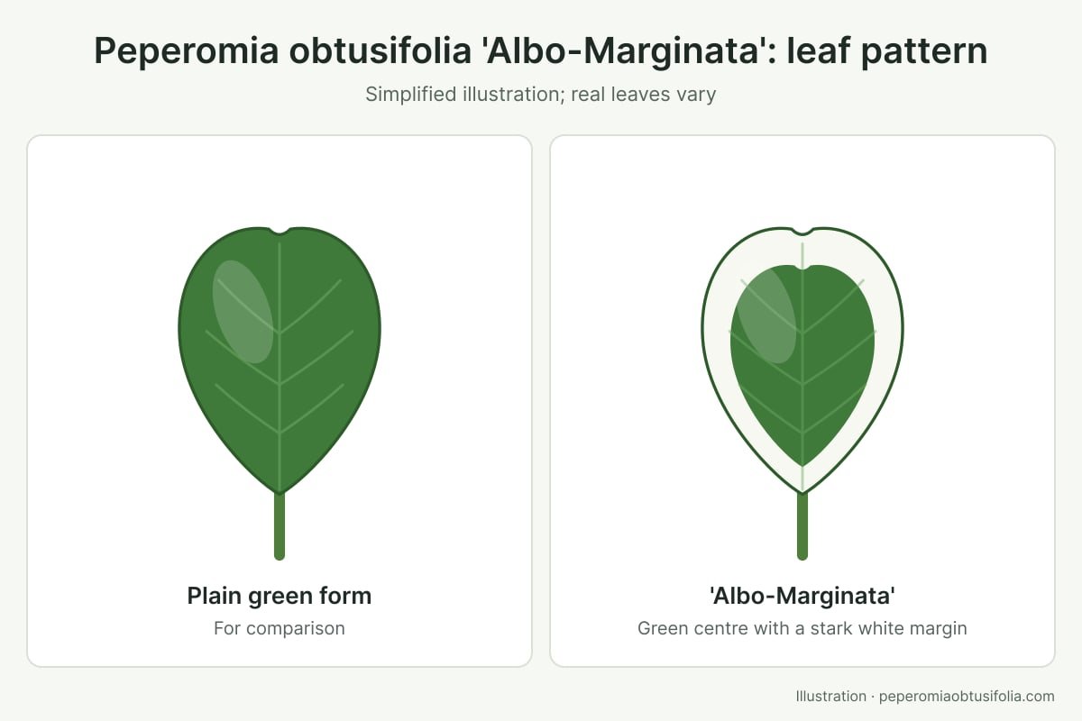 Peperomia Obtusifolia 'Albo-Marginata': Safe Care Guide