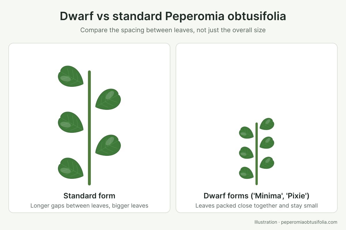 Illustration comparing a standard Peperomia obtusifolia stem with widely spaced leaves and a dwarf stem with small, closely packed leaves