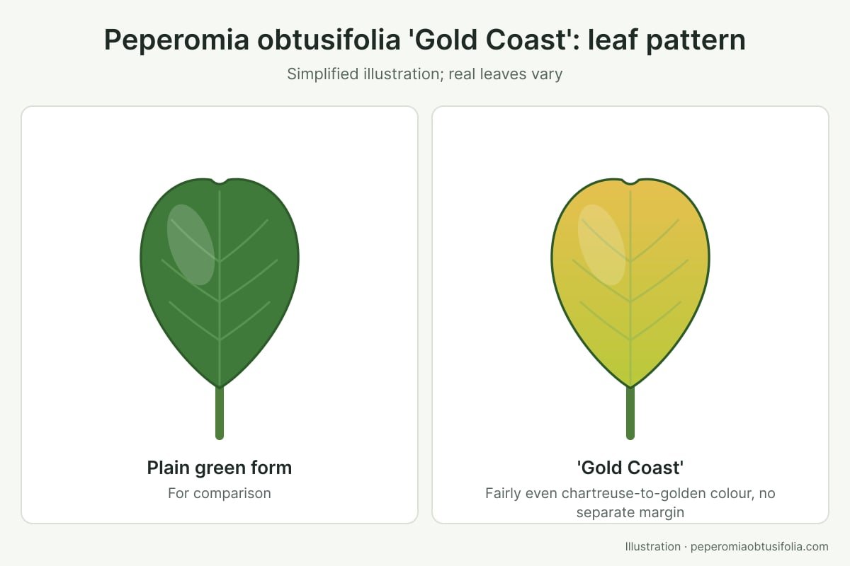 Peperomia Obtusifolia 'Gold Coast': Best Care Guide