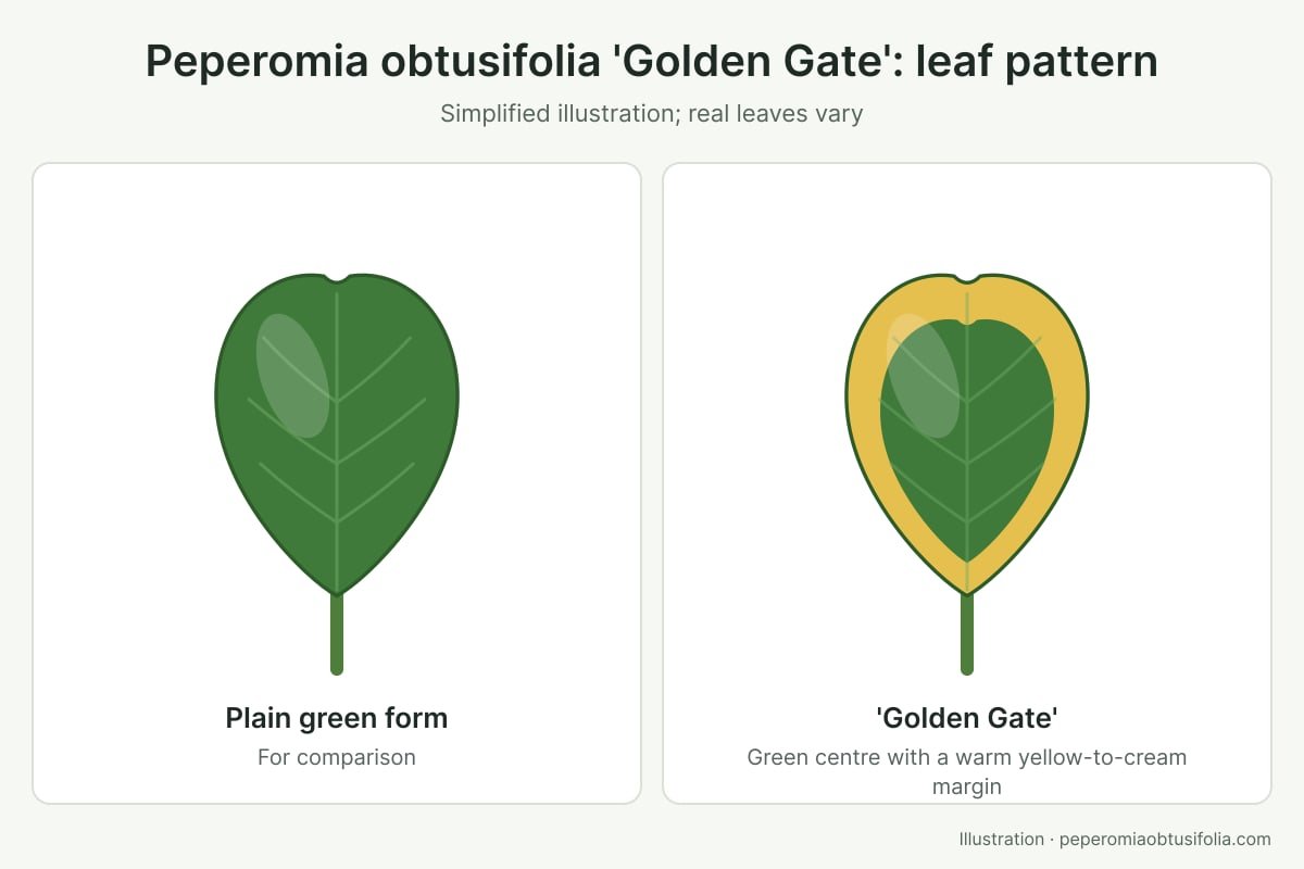 Peperomia Obtusifolia 'Golden Gate': Best Care Guide