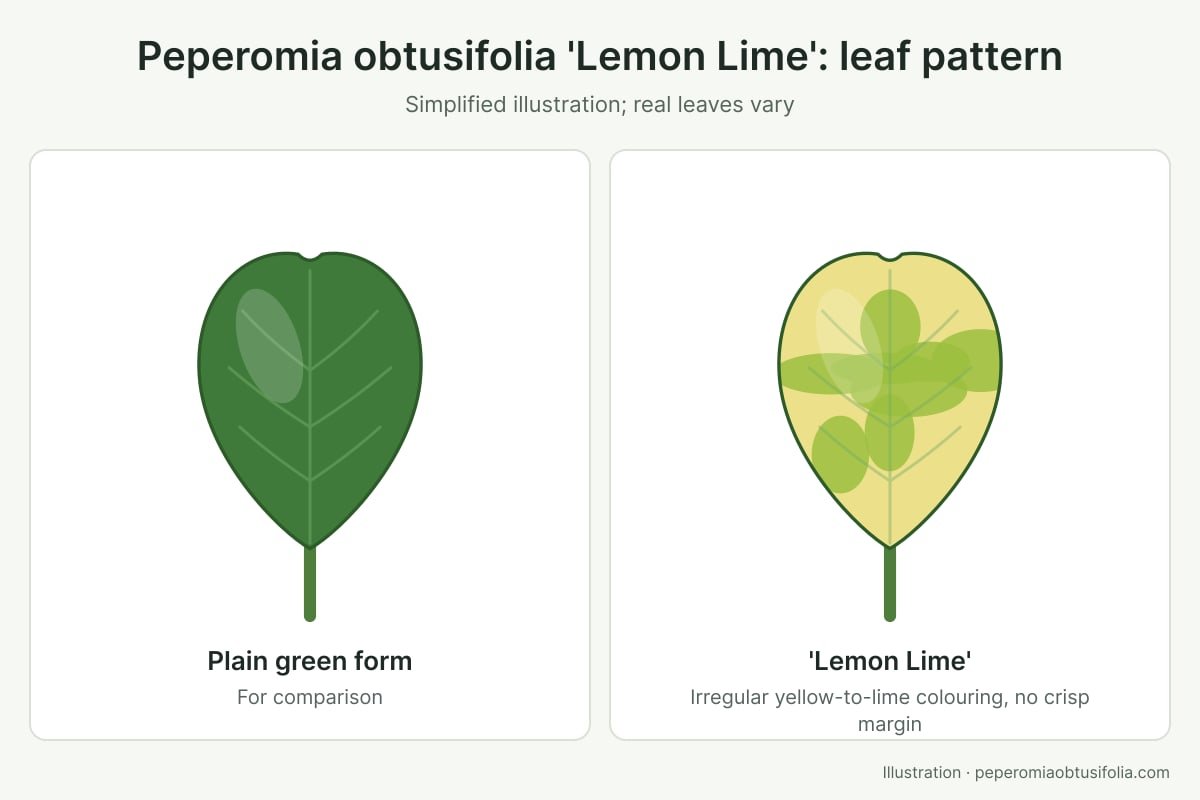 Peperomia Lemon Lime Care: Light, Water and Colour