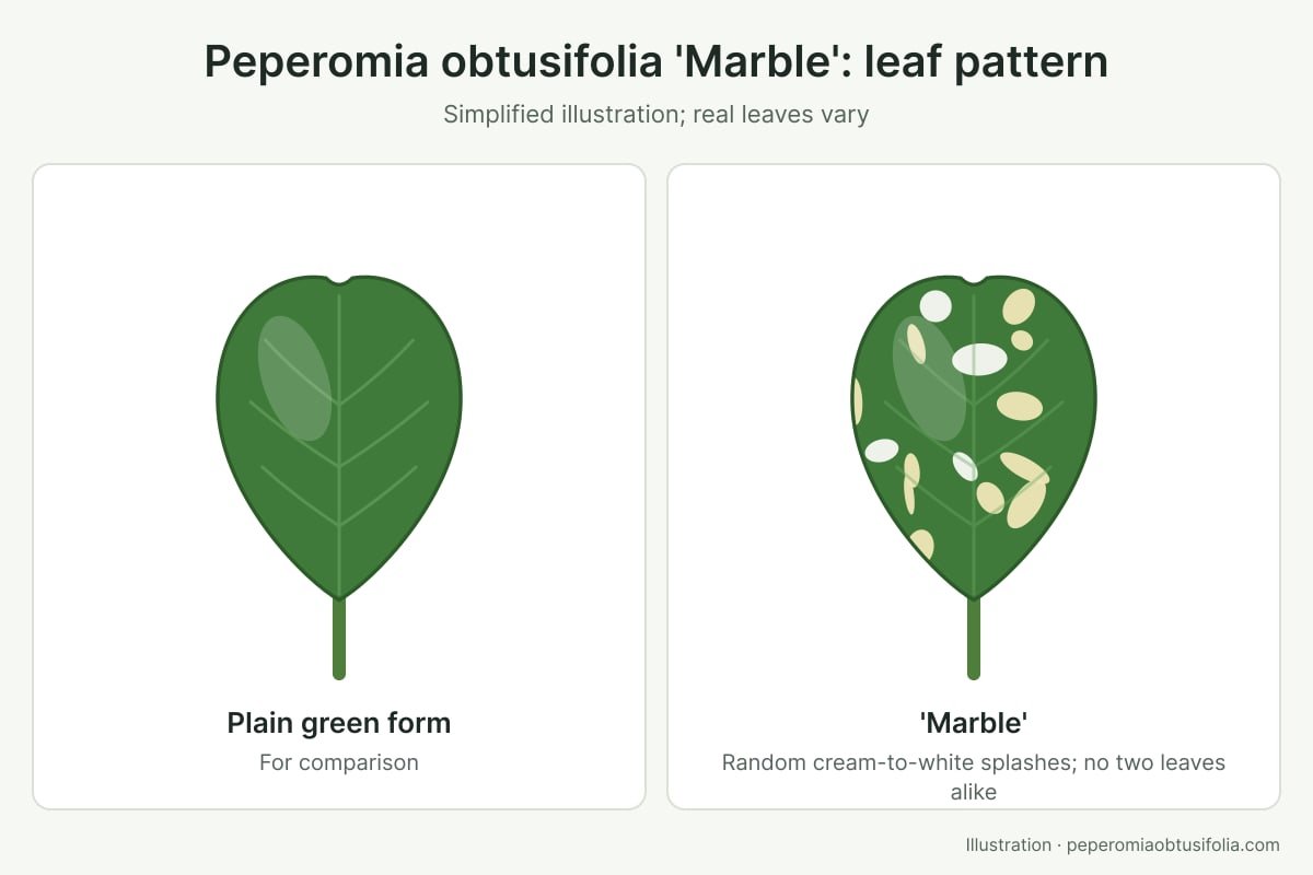Peperomia Obtusifolia 'Marble': Best Variegation Care