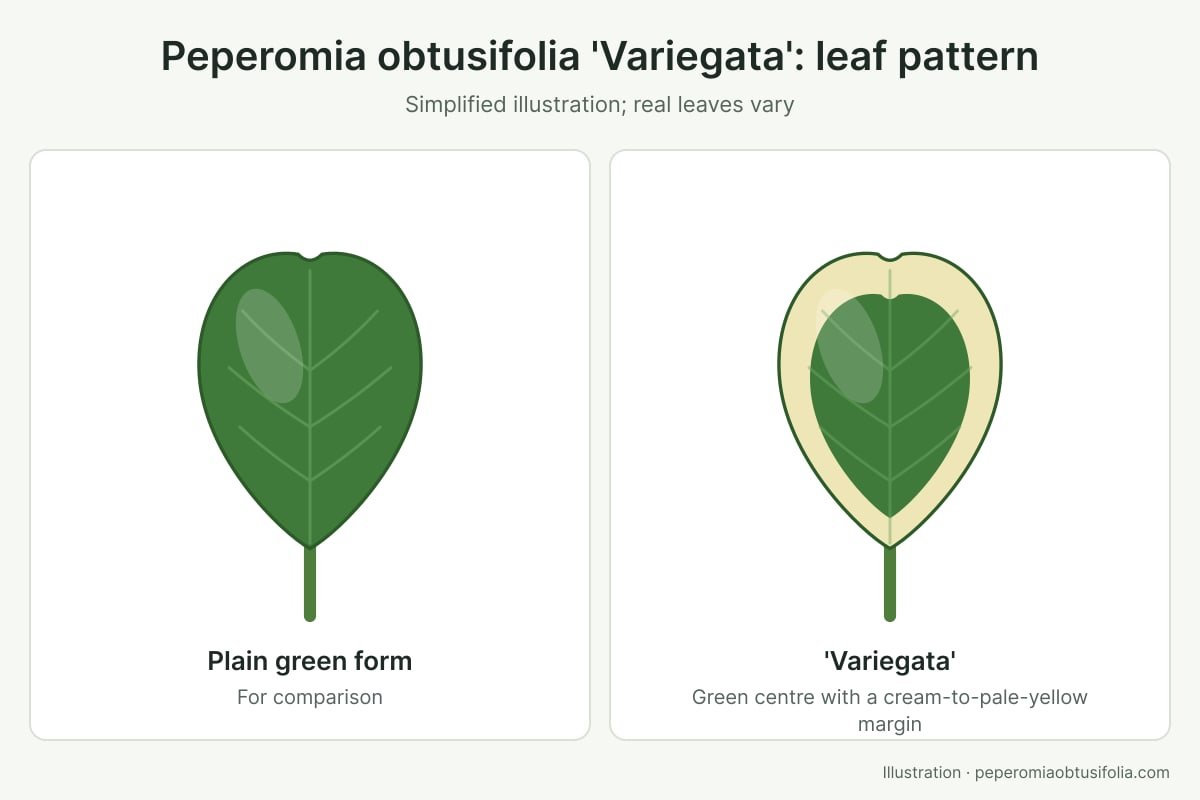 Peperomia Obtusifolia 'Variegata': Best Care & Chimeras