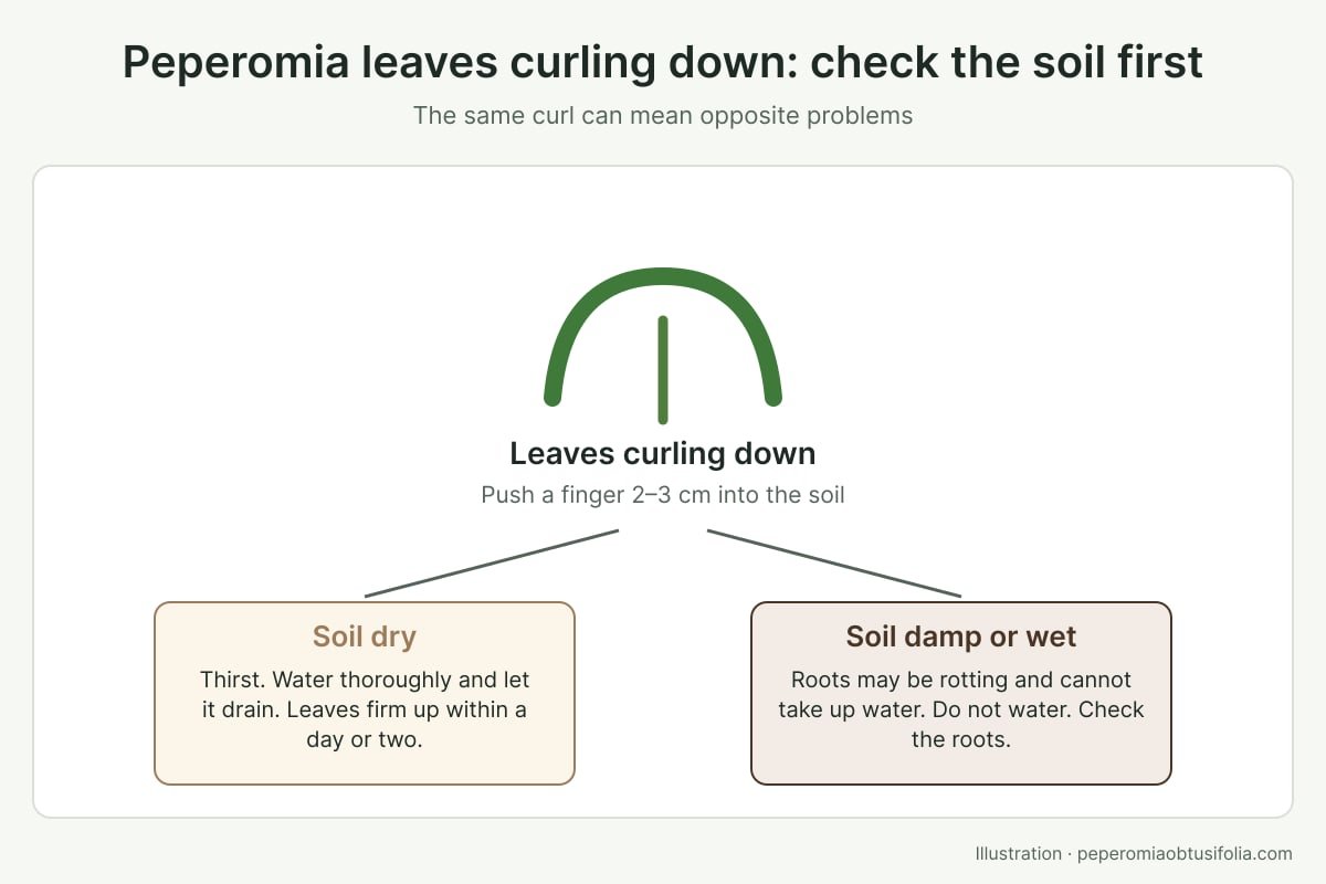 Peperomia Leaves Curling Down: Causes and Fixes
