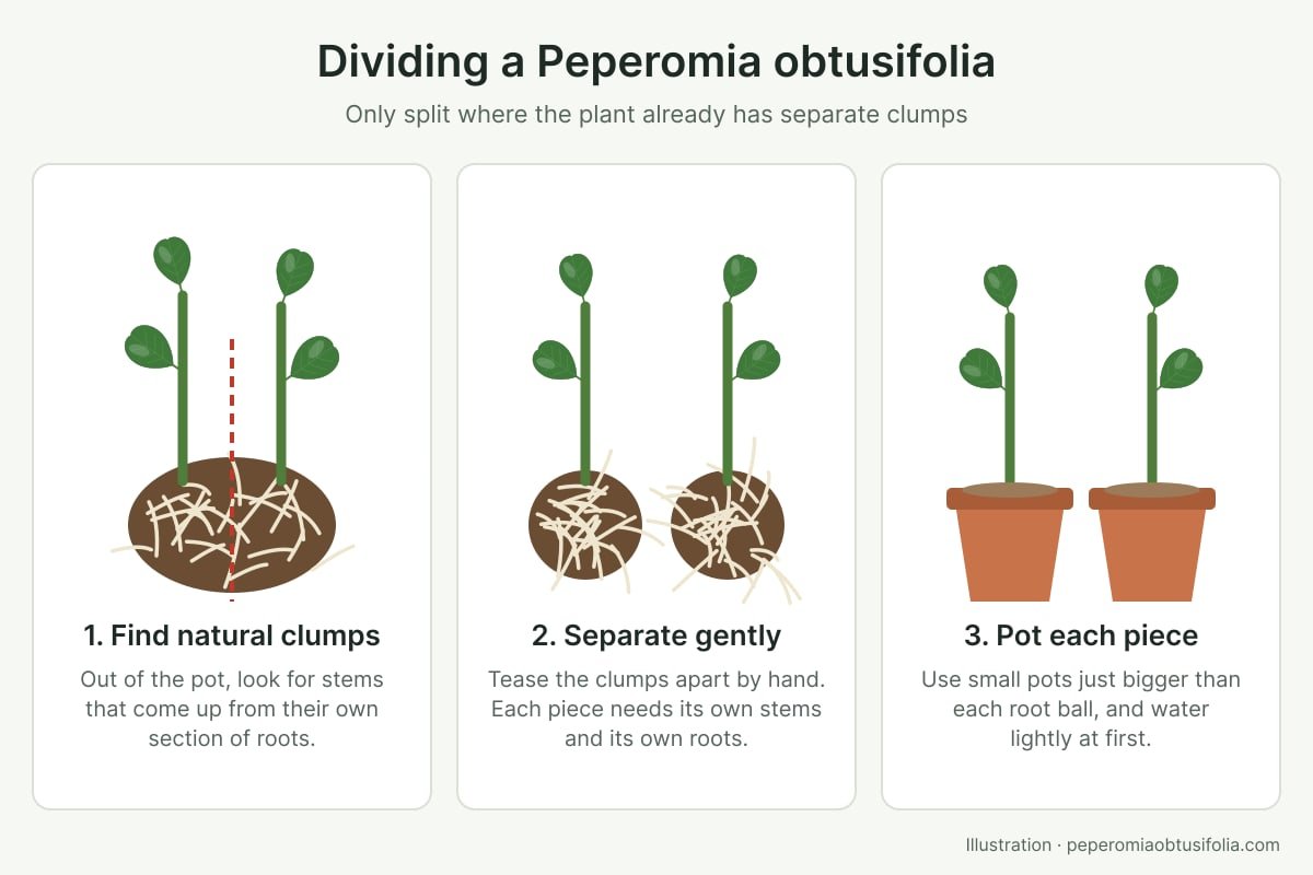 Diagram of dividing a Peperomia obtusifolia into separate clumps, each with its own roots, then potting them separately