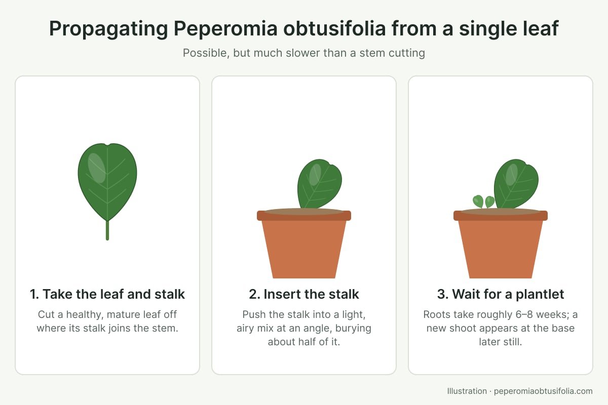 Diagram of propagating Peperomia obtusifolia from a single leaf with its stalk pushed into potting mix