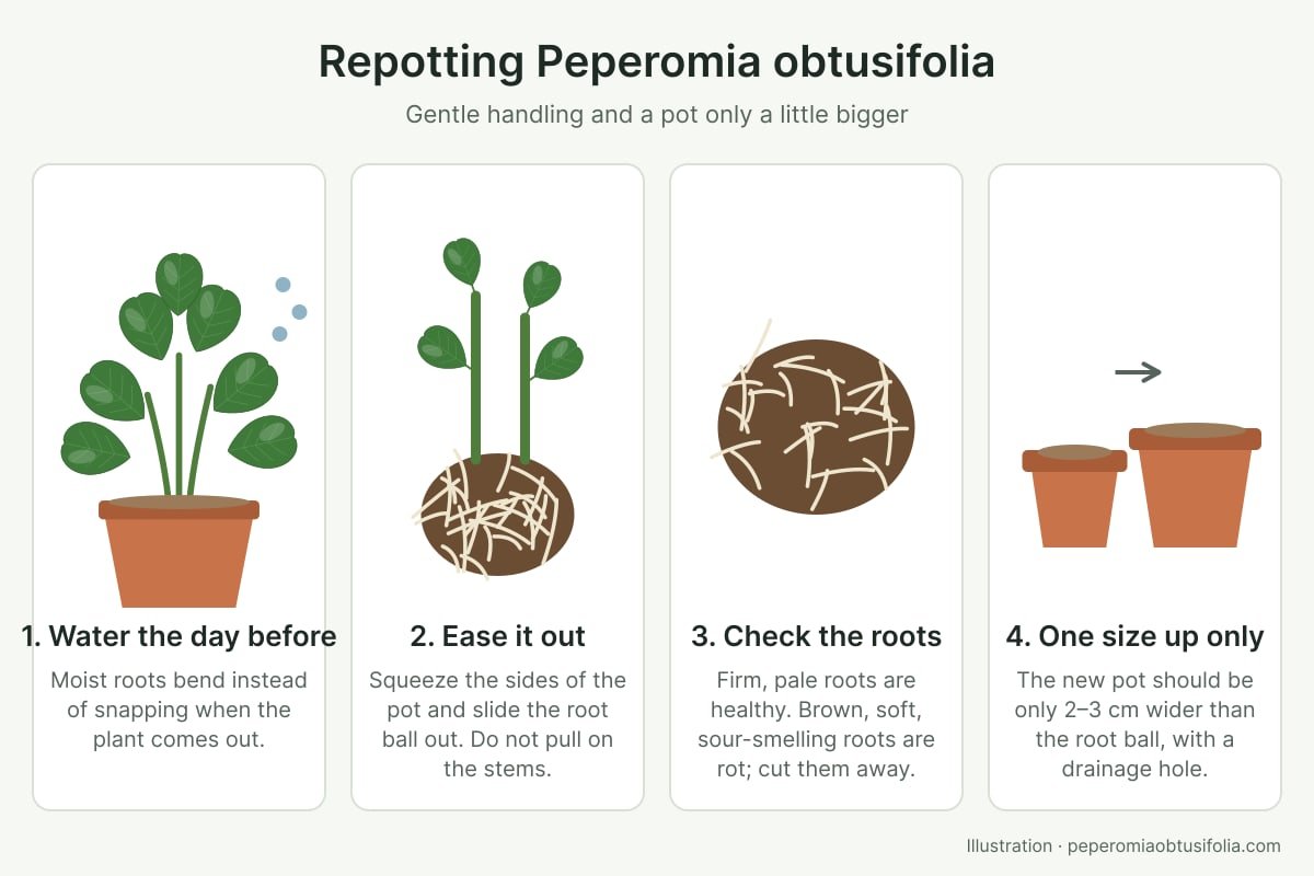 Diagram of four repotting steps for Peperomia obtusifolia: water the day before, ease the root ball out, check the roots, move up one pot size