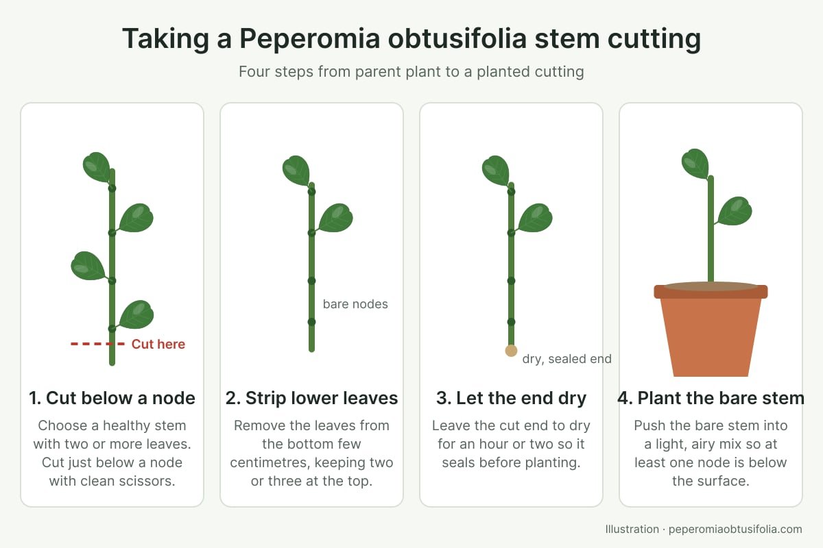 Diagram of four steps for taking a Peperomia obtusifolia stem cutting: cut below a node, strip the lower leaves, let the end dry, plant the bare stem