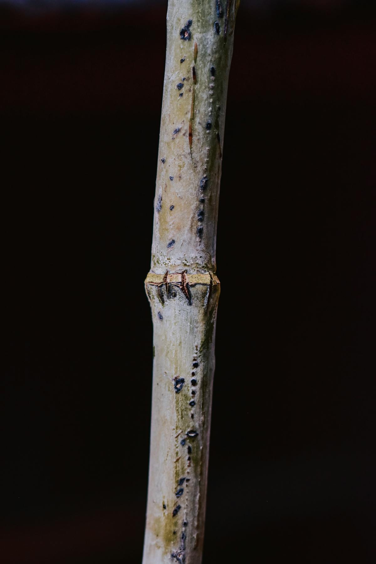 Close-up of a thick plant stem on a dark background — the kind of stem cross-section to inspect for vascular discolouration during the rescue cut