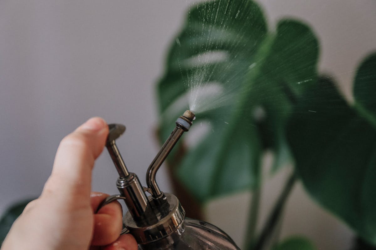 Young woman using a spray bottle to treat a leafy indoor plant for spider mite infestation