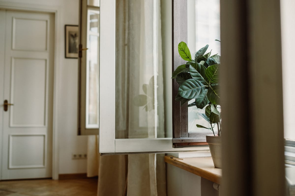 Indoor houseplant positioned in bright indirect light near a window — optimal growing conditions for variegated Peperomia obtusifolia forms