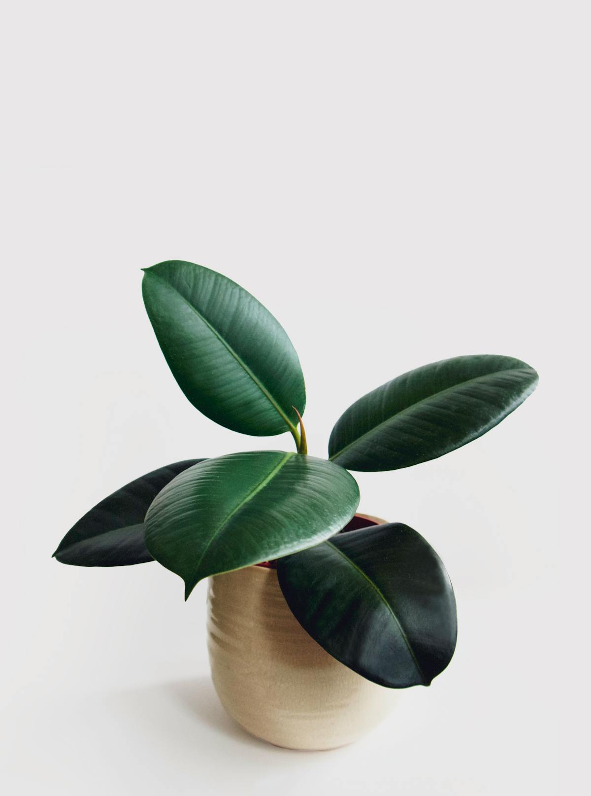Baby Rubber Plant vs True Rubber Tree: Peperomia vs Ficus elastica