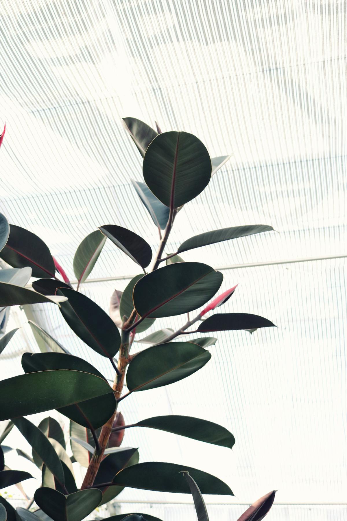 Mature Ficus elastica with broad glossy leaves in a greenhouse setting — the canopy scale that distinguishes the true Rubber Tree from the Baby Rubber Plant