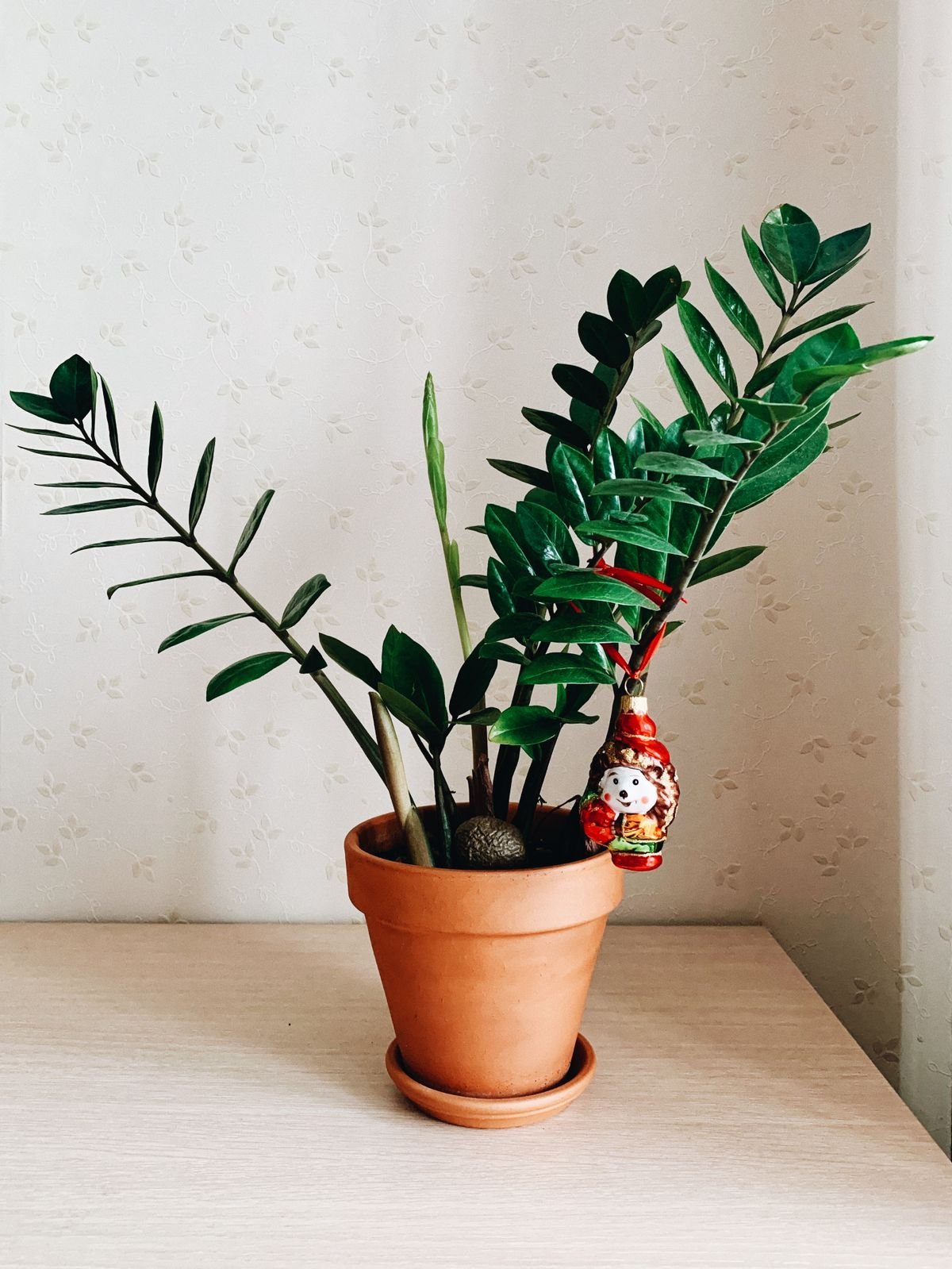 Peperomia vs ZZ Plant: Best Care & Water Storage
