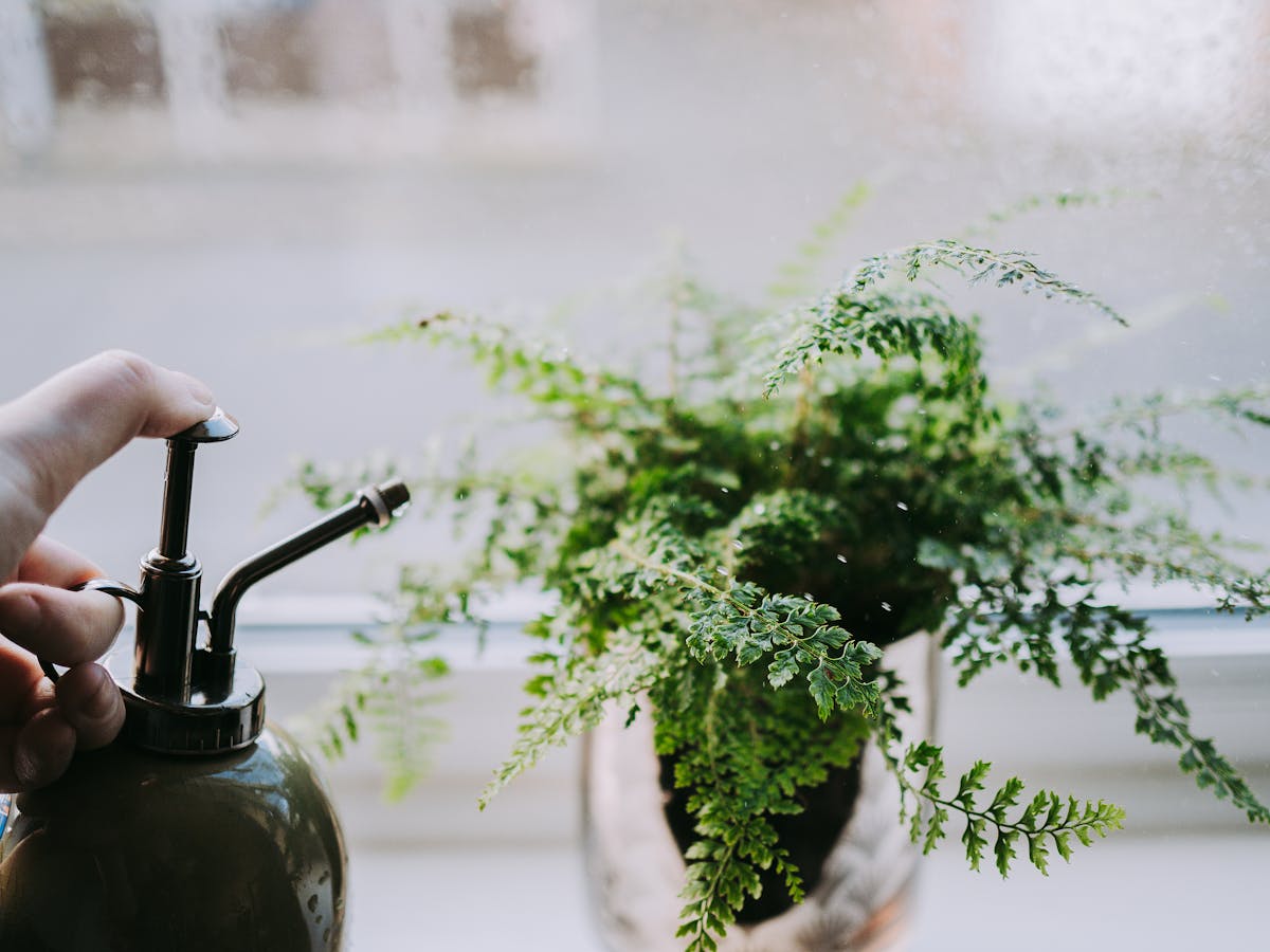 Hand misting a houseplant with a spray bottle to increase humidity and support recovery from spider mite damage