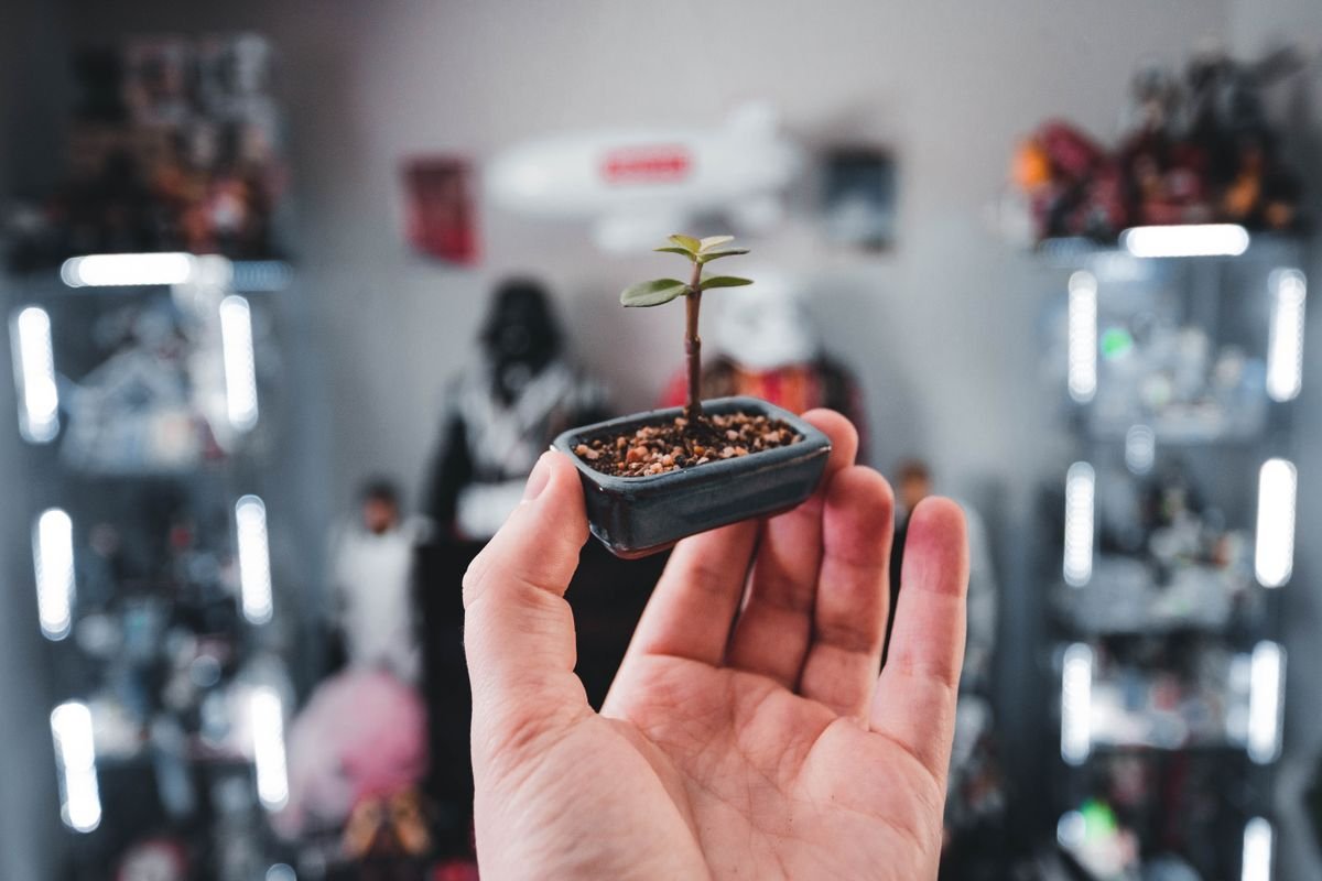 Peperomia Minima Care: Best Dwarf Genetics & Watering