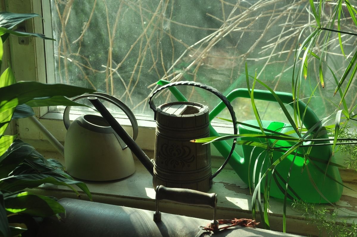 Bottom Watering Peperomia: Method, Timing and Risks