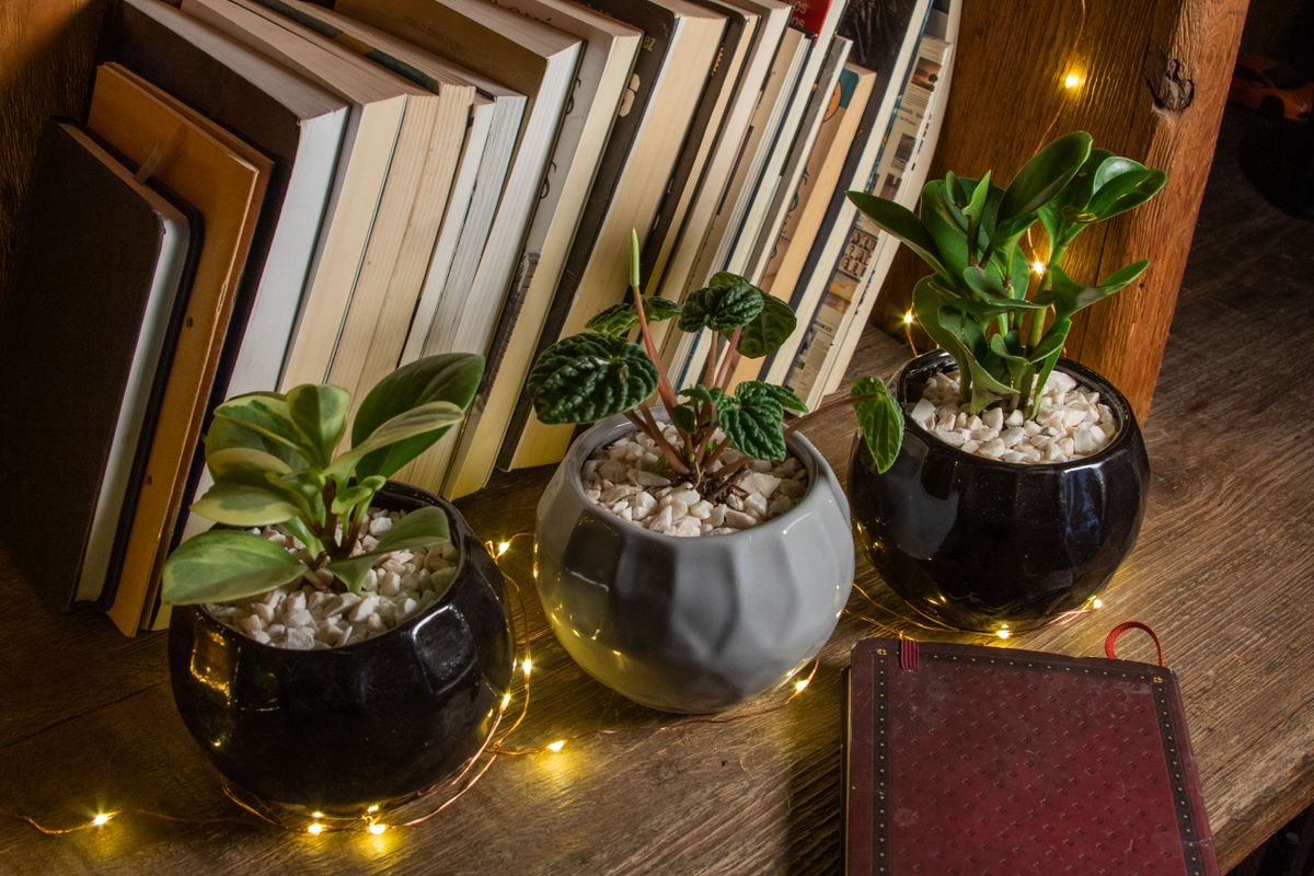 Morphological Diversification: The Varieties of Peperomia