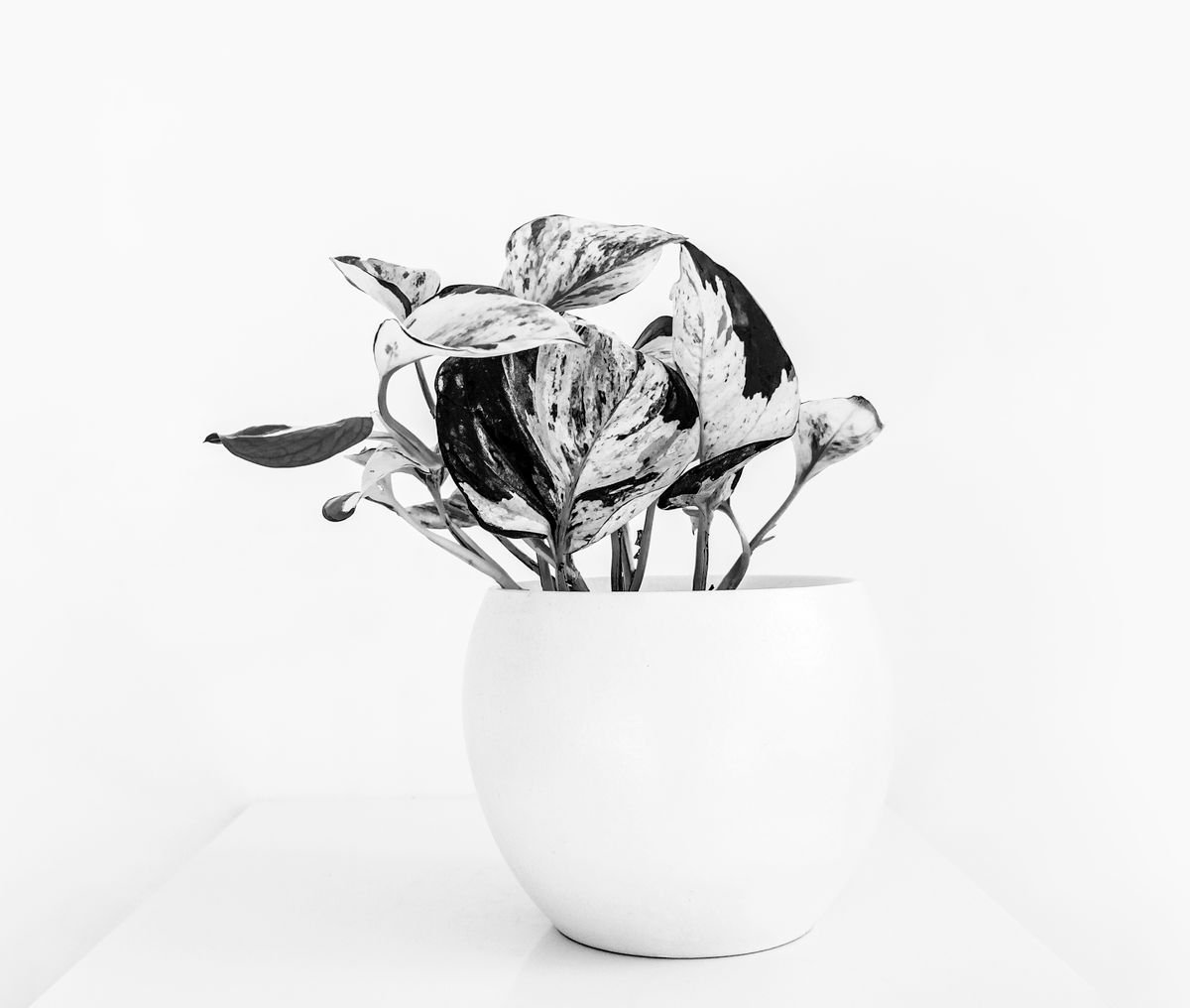 Potted peperomia with variegated leaves in a simple white container