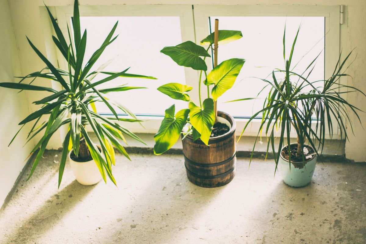 Indoor plants by a sunlit window — morning light and air exchange support the transpiration gradient that prevents peperomia edema