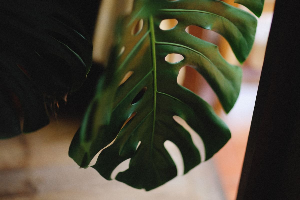 Peperomia vs Monstera: Best Care & Structural Problems