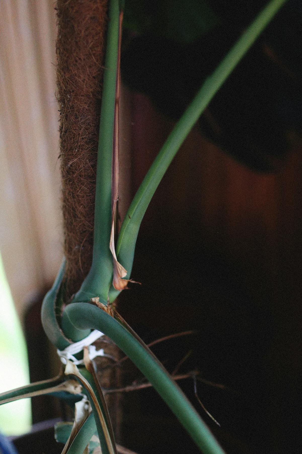 Macro close-up of a houseplant stem showing internode spacing — the structural feature whose elongation defines legginess