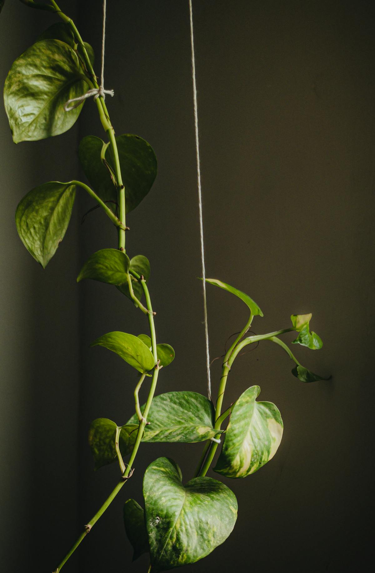 Pothos vine showing characteristic heart-shaped leaves and trailing growth habit — the morphological signature that distinguishes Epipremnum aureum from Peperomia obtusifolia