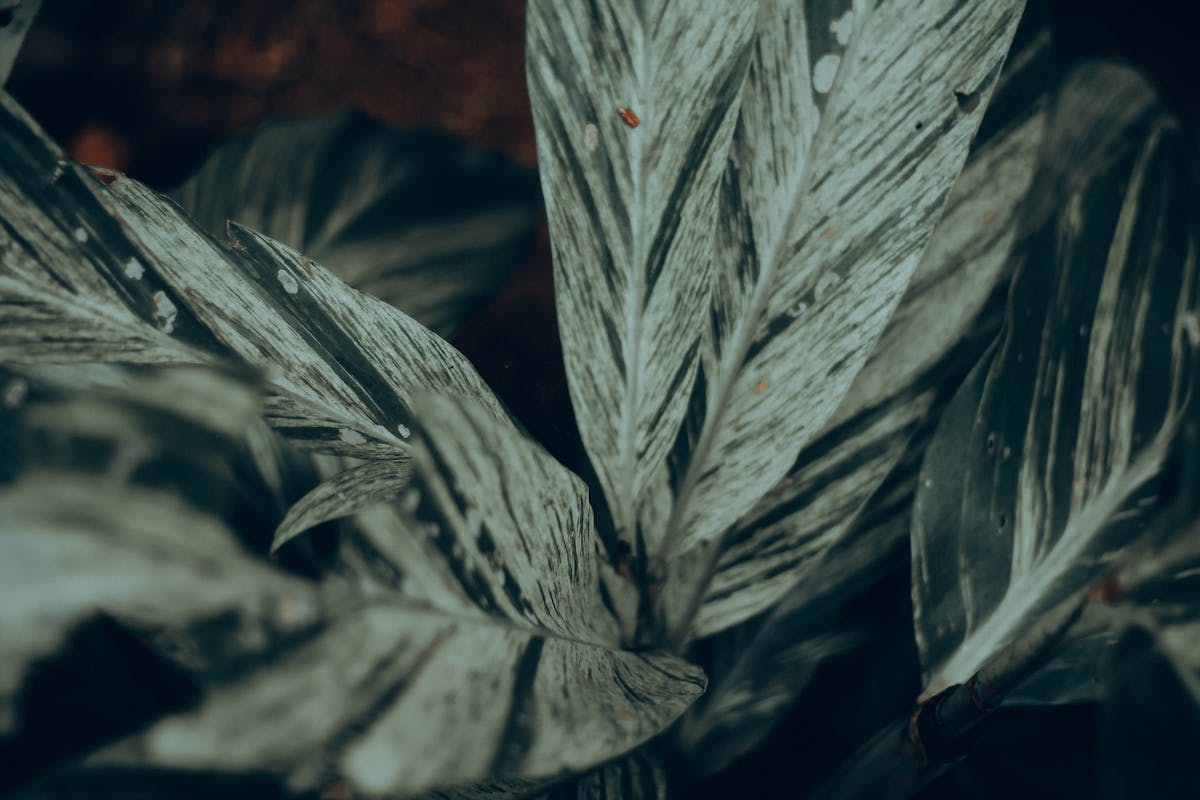 Detailed view of decorative silver-leaf plant foliage with striking patterns