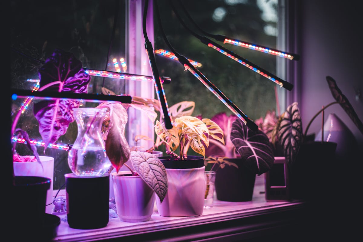 Indoor potted plants illuminated under LED grow lights on a windowsill — the supplemental light source that maintains the 2,000–4,000 lux target during low ambient months