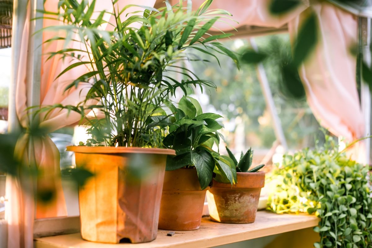 Indoor houseplants in terracotta pots arranged where natural light reaches the foliage