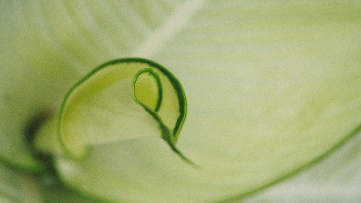 Peperomia Deformed Leaves: Calcium Delivery vs True Shortage