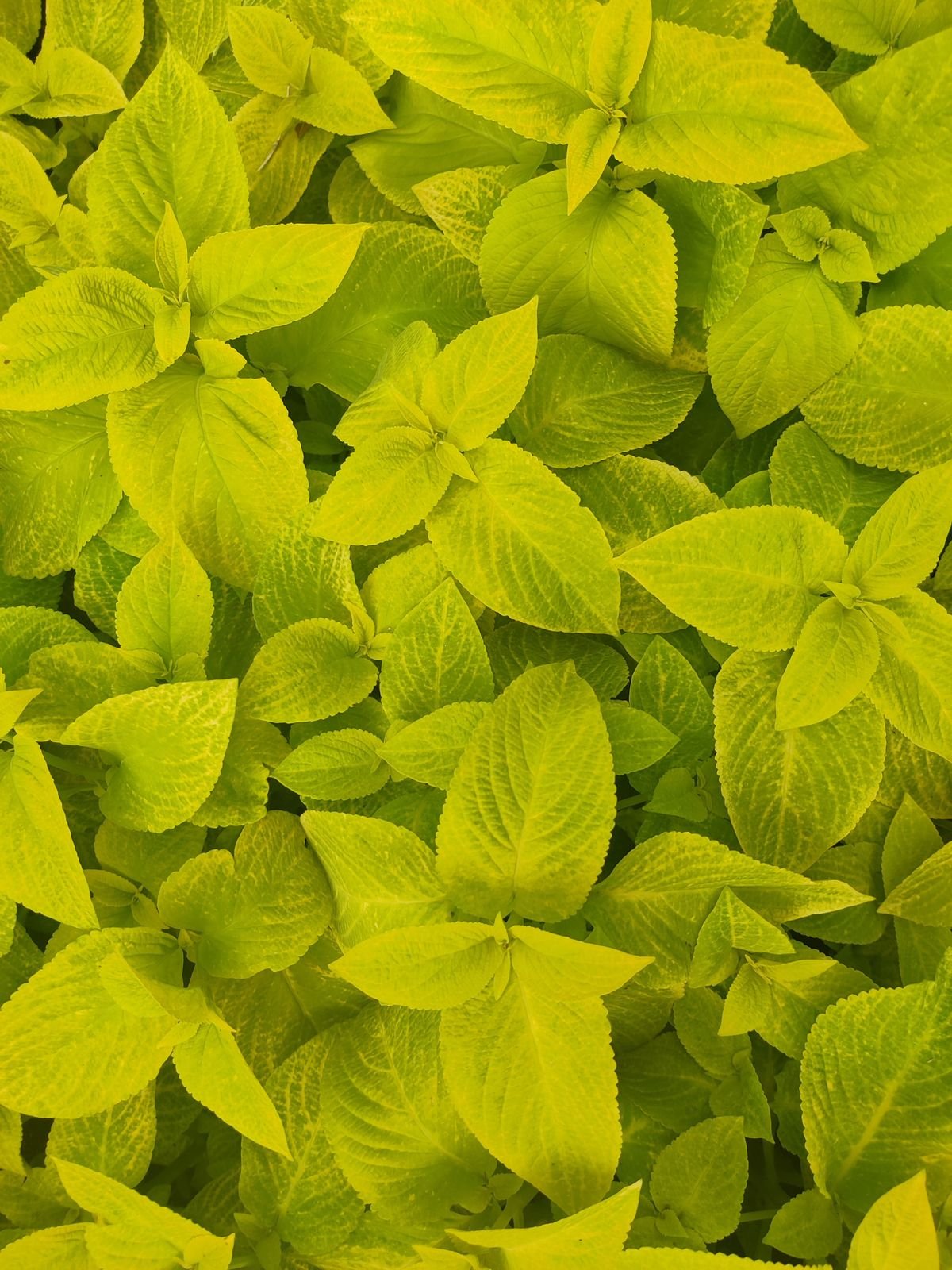 Peperomia Lemon Lime Care: Light, Water and Colour