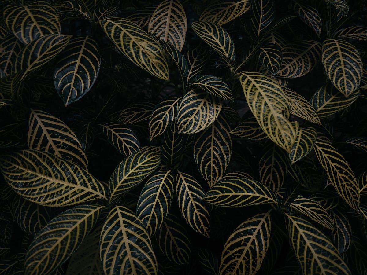 Lush green leaves displaying yellow veins and chlorotic patterning — the diagnostic appearance of mineral deficiency in semi-succulent Peperomia foliage