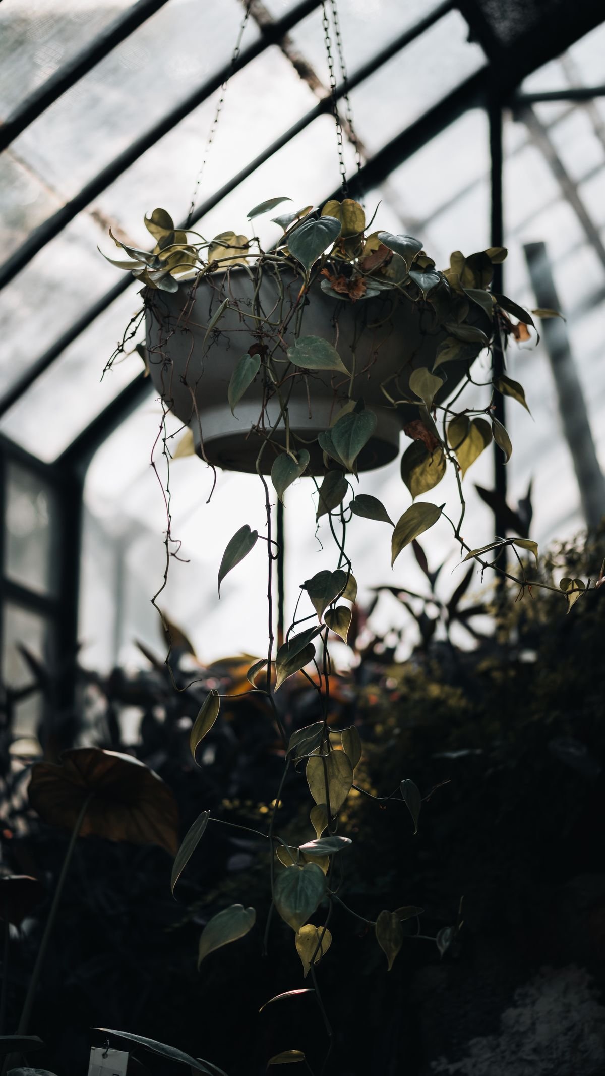 Peperomia Obtusifolia Hanging Baskets: Best Care Tips