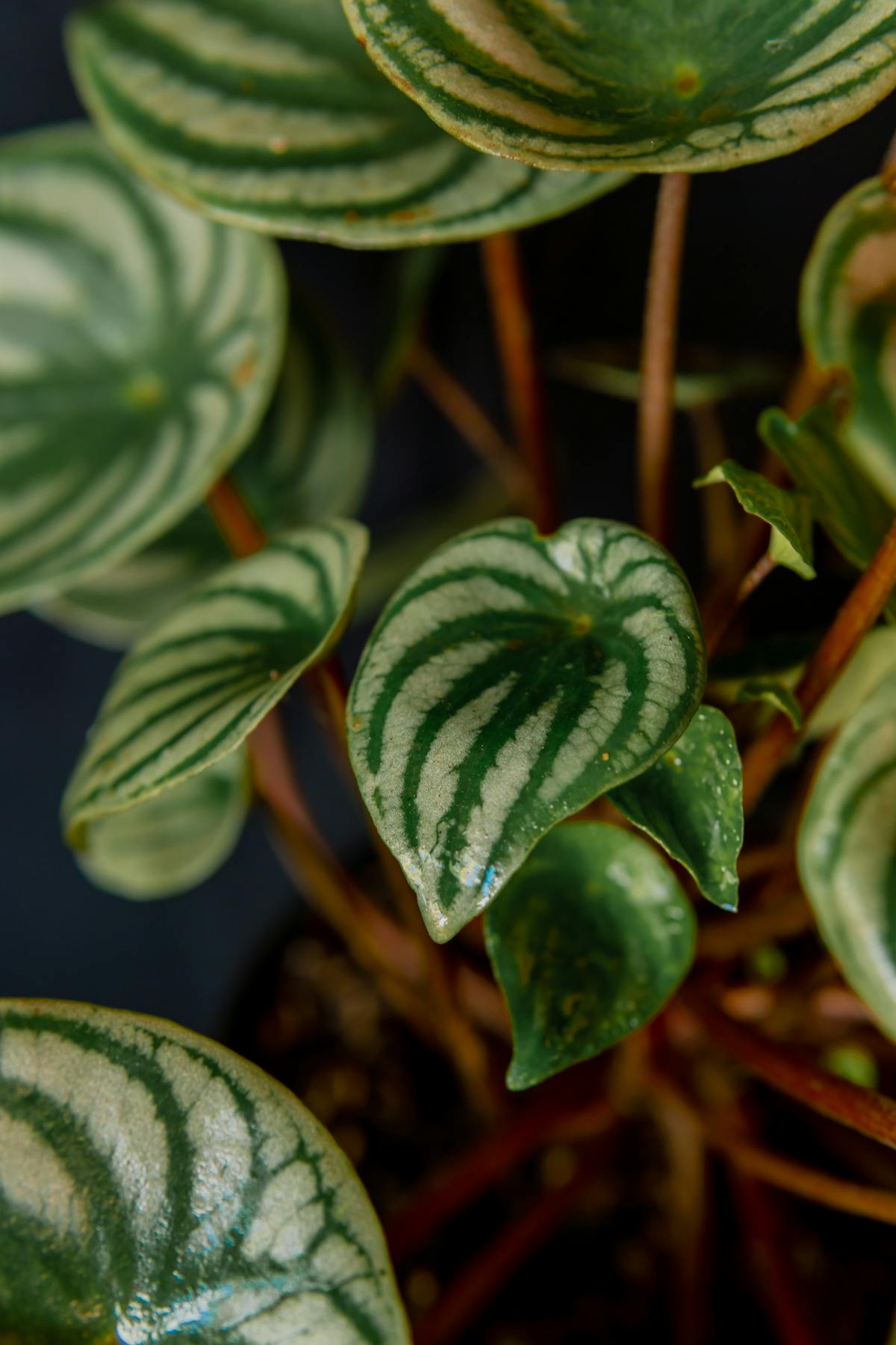 Detailed close-up of Peperomia obtusifolia leaf surface showing natural patterning — the architecture within which cystoliths sit flush with the epidermis