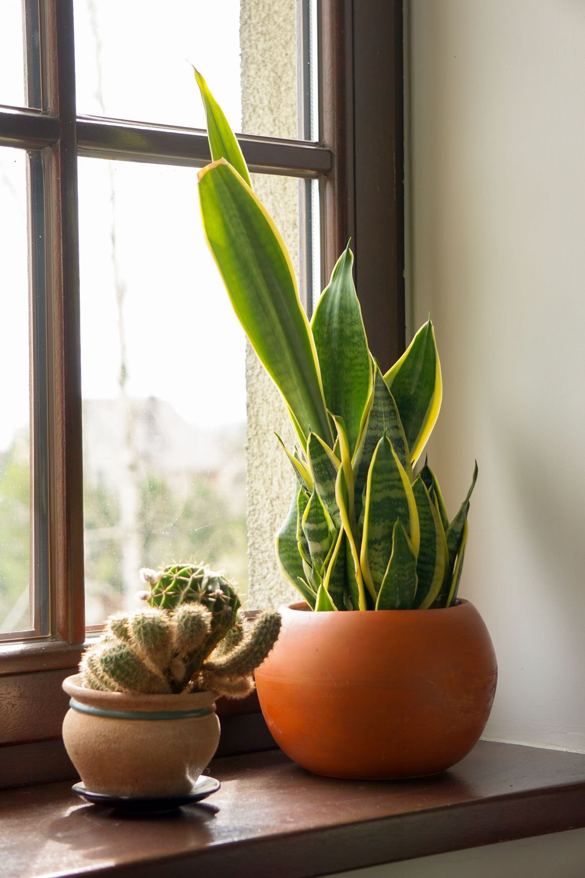 Peperomia Obtusifolia Travel Care: Avoid Leaf Drop