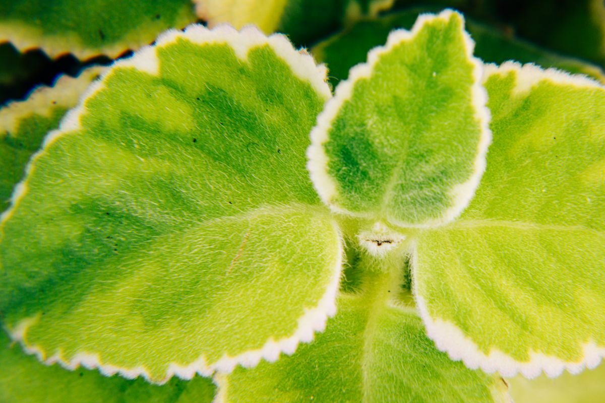 Peperomia Obtusifolia 'Albo-Marginata': Safe Care Guide