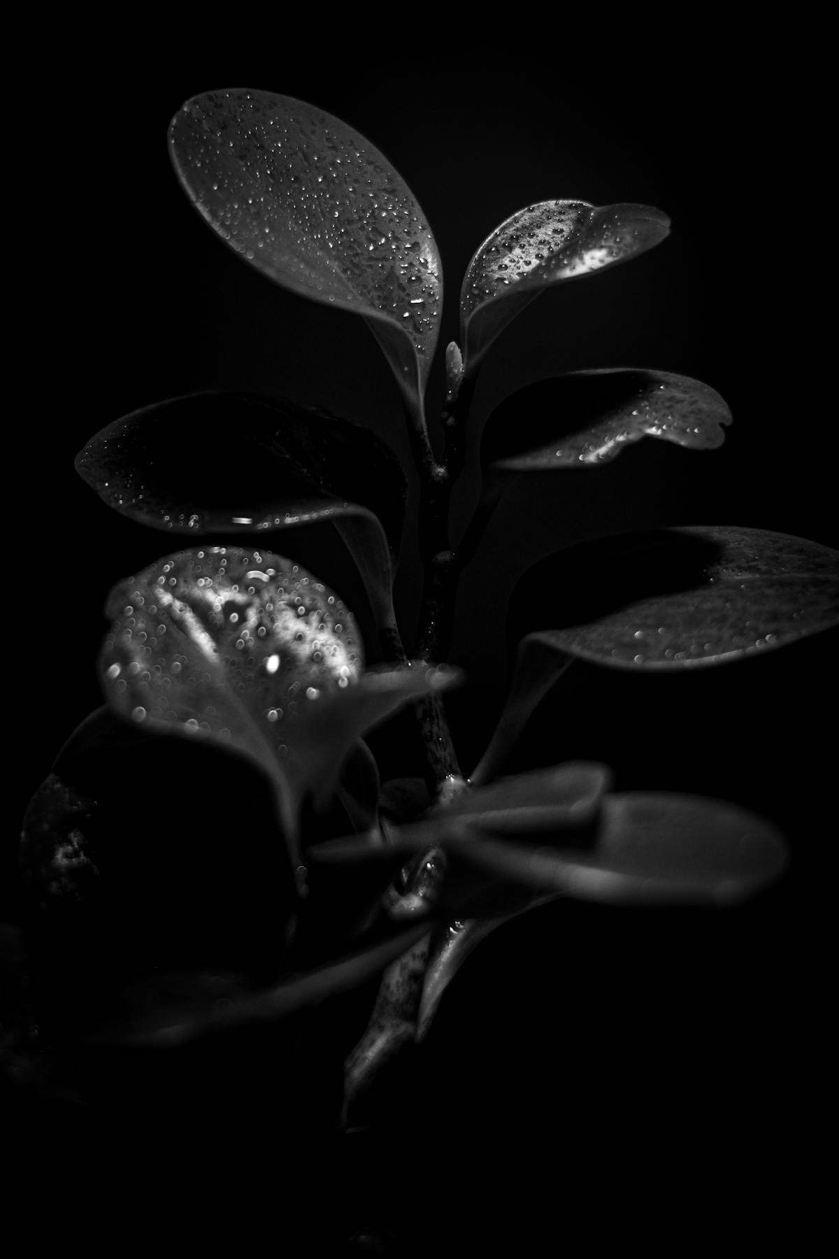 Black and white close-up of wet peperomia leaves showcasing texture and detail