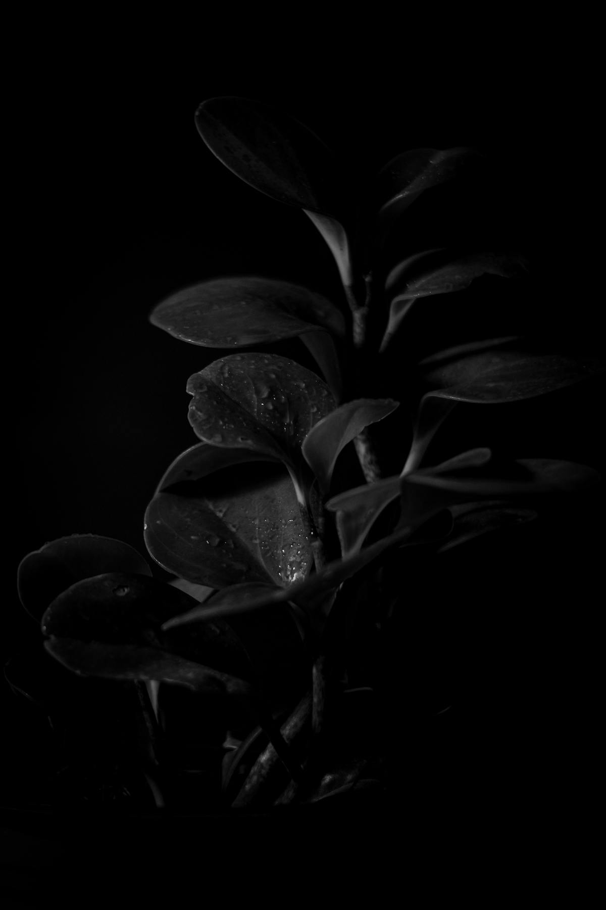 Watering Peperomia with Rainwater: The Science of the "Nitrogen Flush"