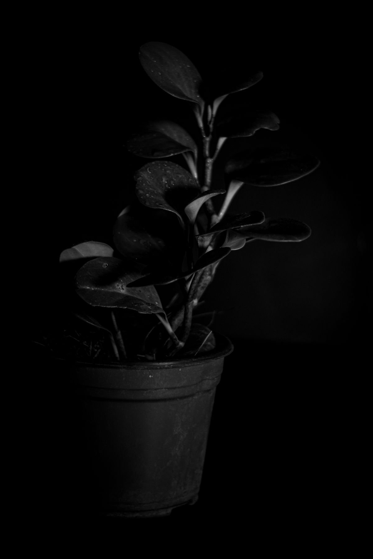 How to Divide Peperomia: Step-by-Step Guide