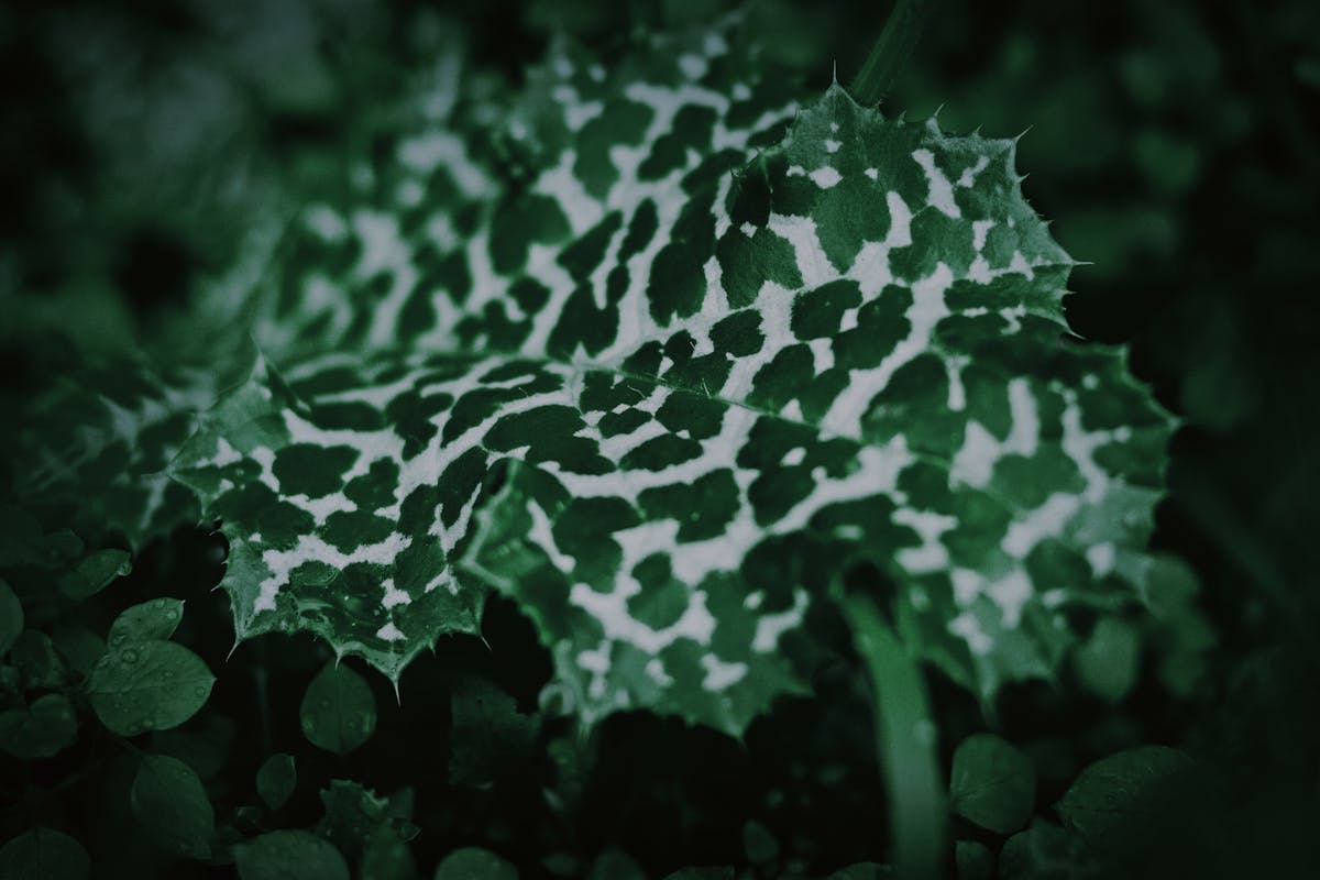Close-up of Peperomia obtusifolia alba leaf showing irregular cream-white variegation against sage-green tissue