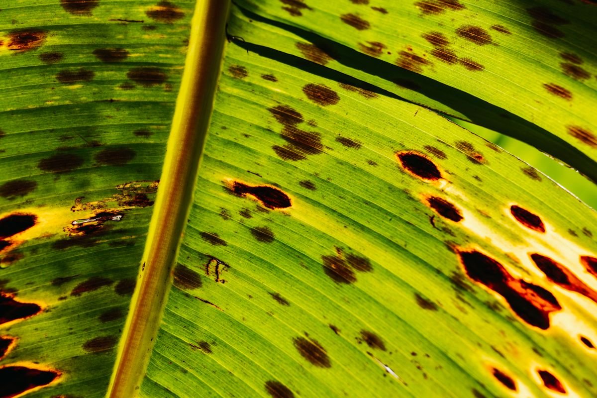 Peperomia Leaf Spot: Fungal vs Bacterial Diagnosis & Fix
