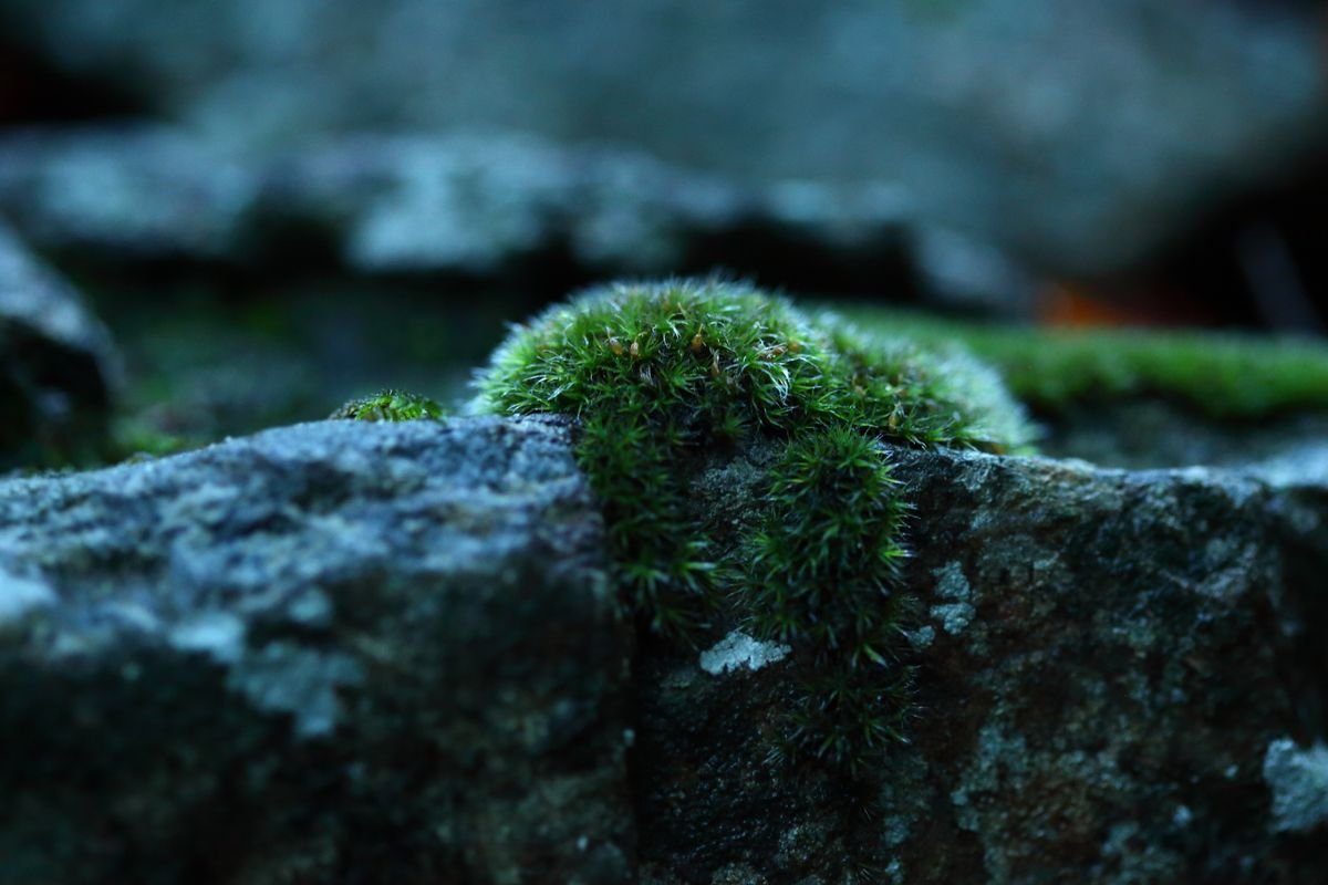 Close-up of green moss texture used as a damp contact medium for bare stem nodes