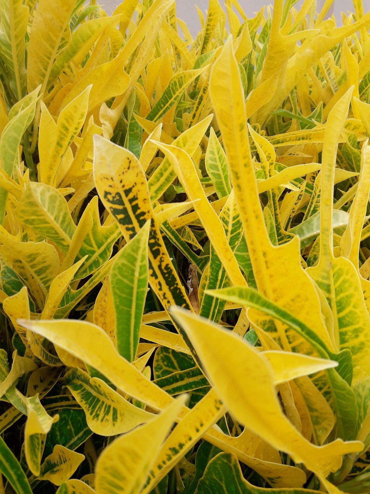 Peperomia Obtusifolia 'Gold Coast': Best Care Guide