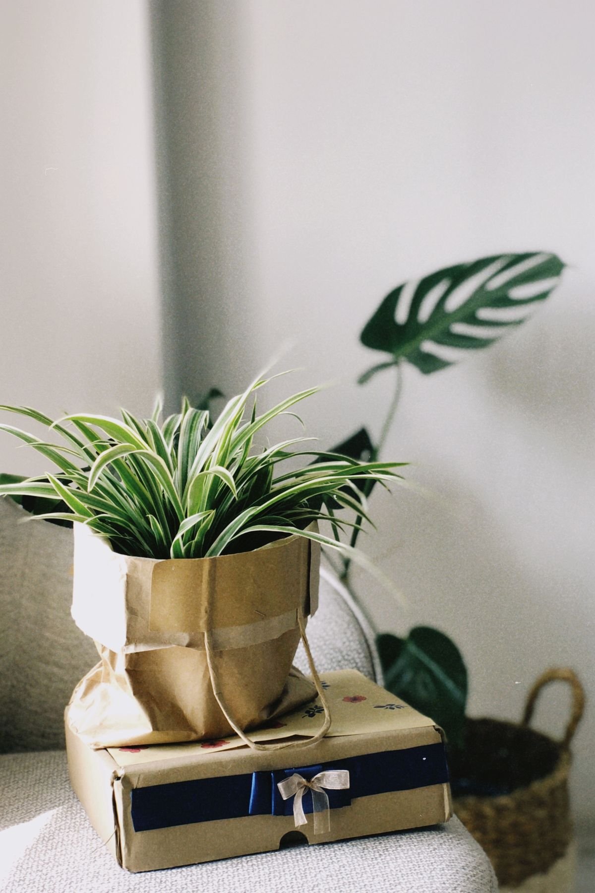 Gifting Peperomia Obtusifolia: Symbolism & Pet Safety