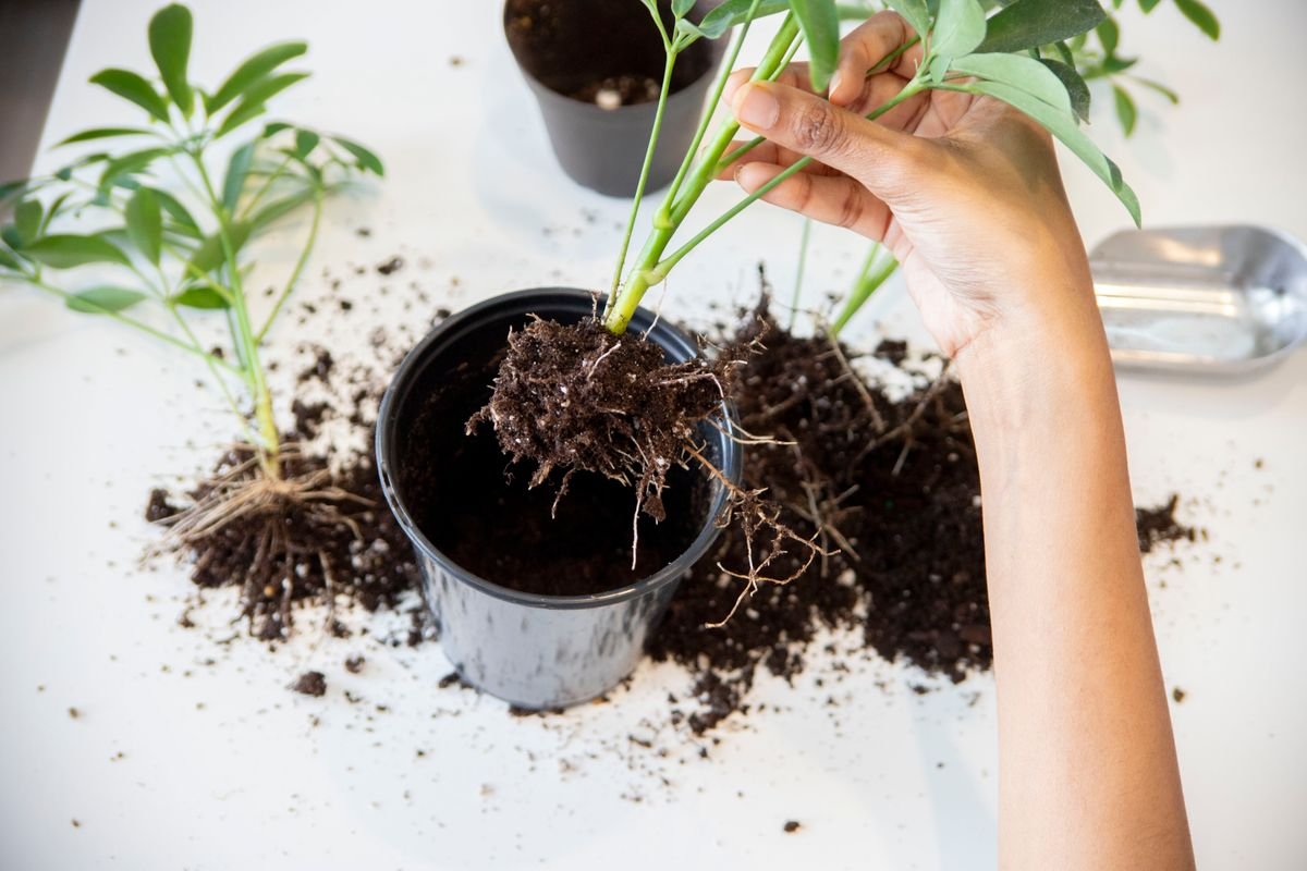 Hands exposing healthy plant roots during repotting — the root zone humic products are meant to support