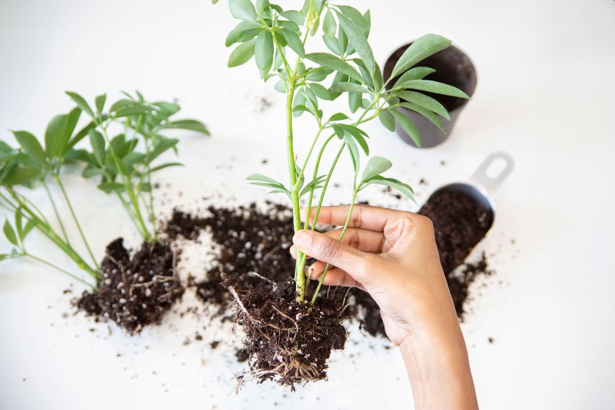 Hands working with plant roots and soil indoors — repot when slow-release prills or concentrate defeat a fertilizer-burn flush