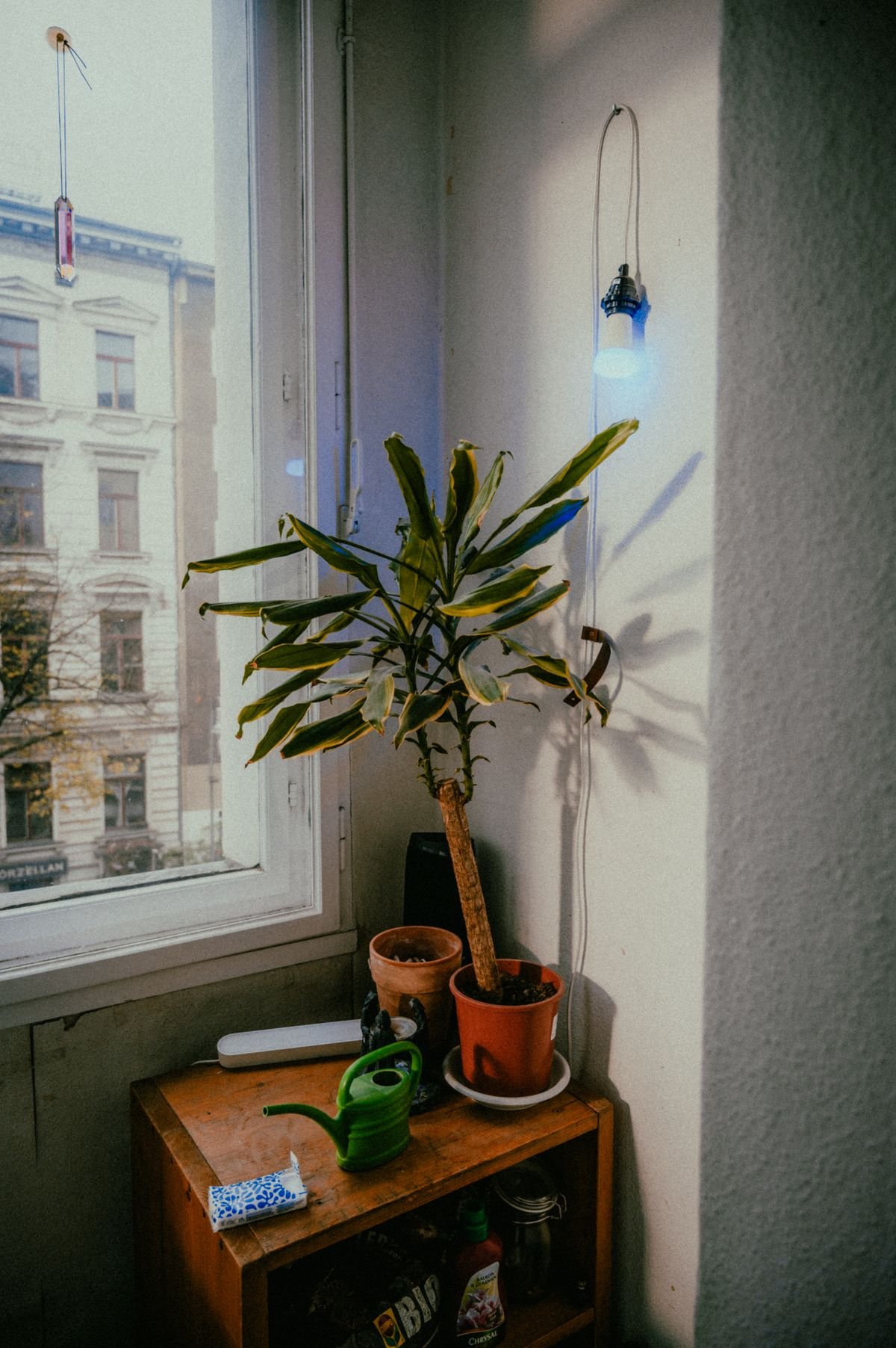Peperomia Falling Over: Causes and Support Fixes
