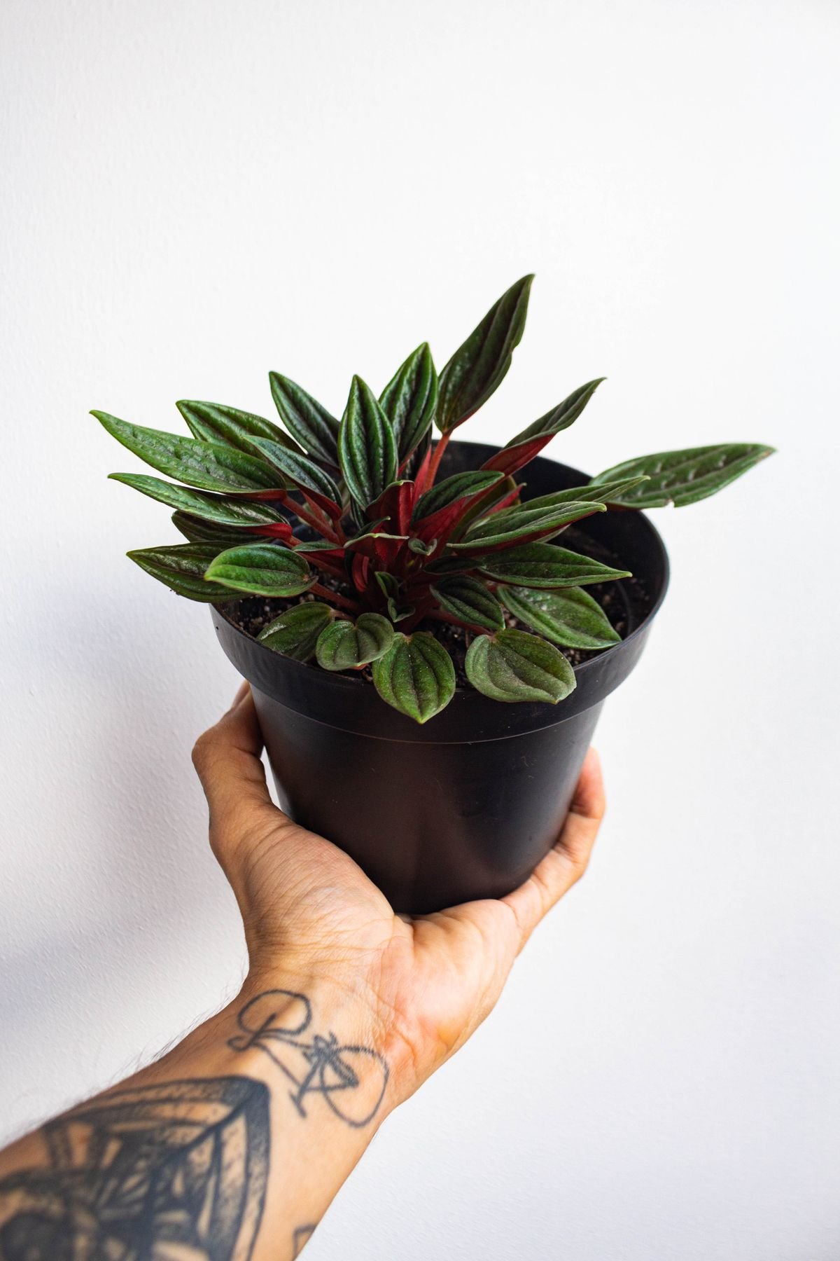 How Large Can Peperomia Grow? Height, Spread & Habit